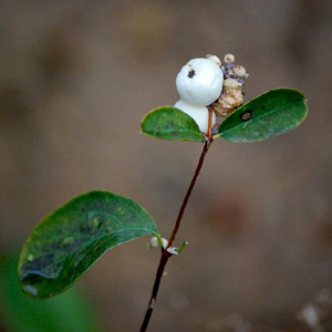 Retratos vegetales